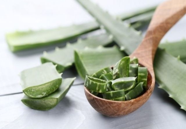 aloe vera pflege
